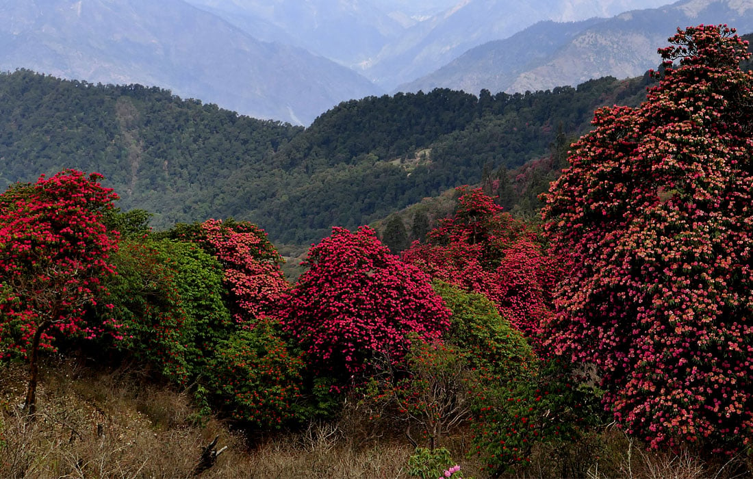 Rhododendron Forests