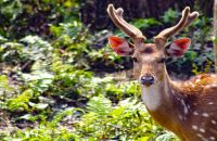 deer-in-chitwan